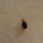7 tips to prevent bed bugs in your home