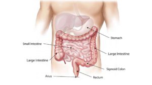 Read more about the article What You Should Know About Colon Cancer Screening